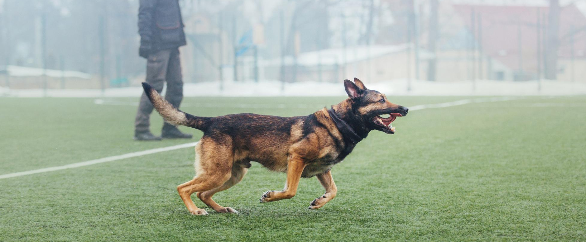 Dog behaviour correction training
